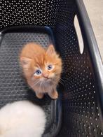 kittens te koop, Dieren en Toebehoren, Katten en Kittens | Raskatten | Langhaar, Kater