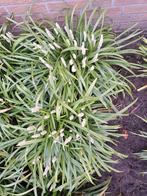 Liriope grassen wit, Ophalen, Vaste plant, Siergrassen, Halfschaduw