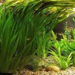Vallisneria Gigantea (aquariumplanten), Dieren en Toebehoren, Vissen | Aquaria en Toebehoren, Ophalen of Verzenden, Nieuw, Plant(en), Steen of Hout