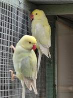 3 jonge halsband parkieten 2025, Meerdere dieren, Parkiet, Geringd