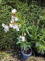 Oleander in pot - licht roze bloemen, Tuin en Terras, Planten | Tuinplanten, Ophalen, Zomer, Volle zon