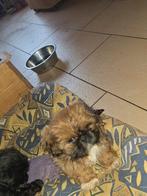 Nog  2 mooie  lieve shih tzu pups, Overige rassen, Meerdere, Meerdere dieren, Nederland