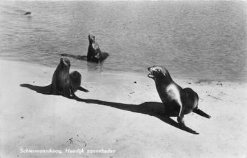 (381-084-001) Schiermonnikoog Heerlijk zonnebaden beschikbaar voor biedingen
