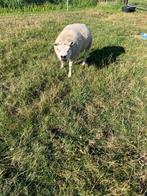 Schapenram, Dieren en Toebehoren, Schapen, Geiten en Varkens, Mannelijk, Schaap, 3 tot 5 jaar