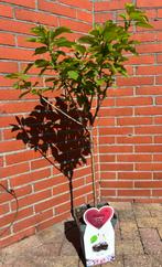 Kersenboom, Tuin en Terras, Planten | Fruitbomen, Ophalen, Kersenboom