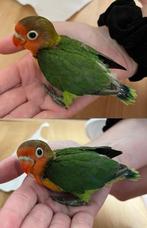 Jonge Agapornis Fischer Lovebirds te koop, Dieren en Toebehoren, Vogels | Parkieten en Papegaaien, Geslacht onbekend, Dwergpapegaai of Agapornis