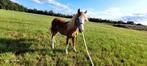 Tekoop super mooie welsh A merrie, Dieren en Toebehoren, Pony's, Merrie, 0 tot 2 jaar, B pony (1.17m tot 1.27m), Onbeleerd