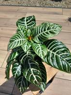 Aphelandra squarrossa dania, Overige soorten, Minder dan 100 cm, Bloeiende kamerplant, Halfschaduw