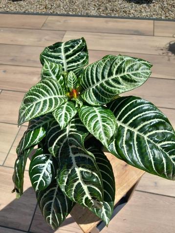 Aphelandra squarrossa dania beschikbaar voor biedingen