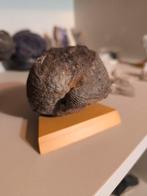 Fossiel Brachiopode (armpotige) met oud label, Ophalen of Verzenden, Fossiel