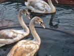 Knobbelzwaan vrouw gezocht  of ruilen man, Dieren en Toebehoren, Pluimvee, Mannelijk, Eend