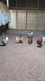 Sebright hanen 2025, Dieren en Toebehoren, Pluimvee, Mannelijk, Kip