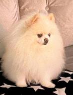 Dekreu pomeriaan Niet te Koop!!!, Particulier, Keeshond, Reu, CDV (hondenziekte)