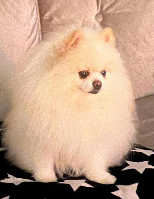 Dekreu pomeriaan Niet te Koop!!!, Dieren en Toebehoren, Honden | Poolhonden, Keeshonden en Oertypen, Reu, Keeshond, Particulier