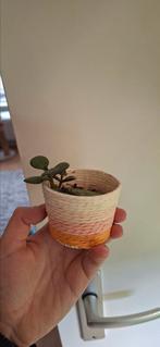 Stekje jadeplant in potje, Huis en Inrichting, Kamerplanten, Ophalen of Verzenden, Halfschaduw, Minder dan 100 cm