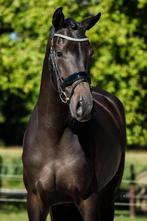 Prachtige en talentvolle merrie!, Dieren en Toebehoren, Merrie, Tuigpaard, 3 tot 6 jaar