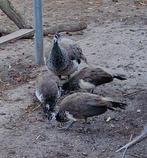 Pauwen, Mei, Meerdere dieren