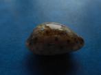 Schelpen: Cypraea zonaria Gmelin (groot) gem 32mm, Verzamelen, Verzenden, Schelp(en)
