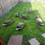 Canada ganzen lokkers, Meerdere dieren, Gans of Zwaan