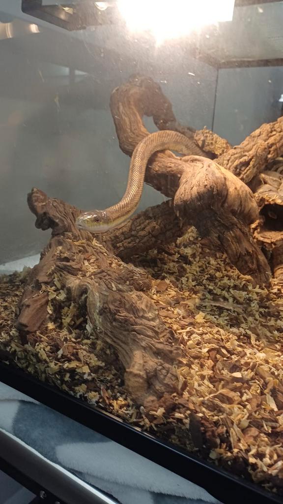 Grote rattenslang ca 1.50m lang.