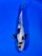 VHQ Tateshita Shiro Utsuri 25-30cm Japanse koi, Karper of Koi