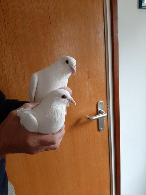 Witte postduiven Trouwduiven, Dieren en Toebehoren, Vogels | Duiven, Postduif, Meerdere dieren