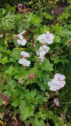 Bodembedekkers tuingeranium vinca vrouwenmantel sedum soorte, Ophalen, Vaste plant, Bodembedekkers