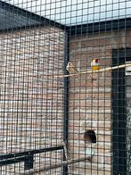 2 jonge mokka rijstvogels., Dieren en Toebehoren, Geringd