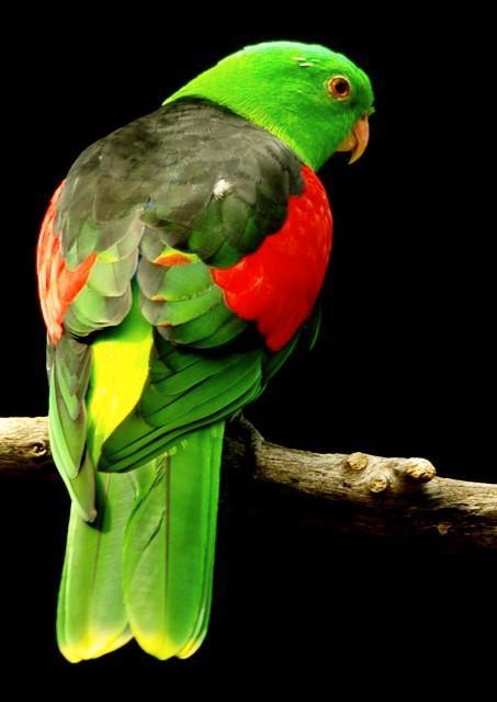 Gezocht man roodvleugel, Dieren en Toebehoren, Vogels | Parkieten en Papegaaien, Papegaai, Mannelijk