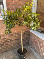 Hulst op stam, Tuin en Terras, Planten | Bomen, Ophalen, Halfschaduw, Overige soorten, 100 tot 250 cm