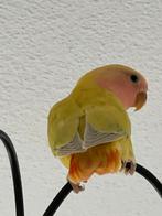 Agapornis Dwergpapegaai Diverse Kleuren Eventueel met kooi, Meerdere dieren, Dwergpapegaai of Agapornis, Geringd