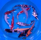 HQ Import koi 19 / 24 cm bij Koidream in Valburg, Dieren en Toebehoren, Vissen | Vijvervissen, Karper of Koi