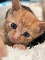 4 verweesde opvang-kittens zoeken een goed tehuis, Dieren en Toebehoren, Katten en Kittens | Overige Katten, Meerdere dieren
