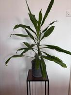 Diverse kamerplanten, Ophalen, Overige soorten, Halfschaduw, In pot