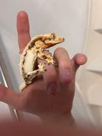 Wimpergekko, Hagedis