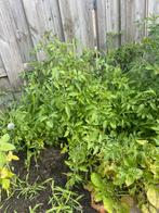 Gratis tomaten, Tuin en Terras, Volle zon, Groenteplanten, Eenjarig, Ophalen of Verzenden