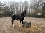 2Jarige Barok Pinto Merrie, Dieren en Toebehoren, Paarden, Merrie, Minder dan 160 cm, 0 tot 2 jaar, Recreatiepaard