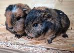 Twee lieve Ch-Teddy cavia broertjes, Dieren en Toebehoren, Cavia, Februari, Meerdere dieren, Tam