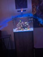 Blue marine 90 Reef Aquarium – Volledig Draaiend Systeem Inc, Ophalen, Zo goed als nieuw, Gevuld zeewateraquarium