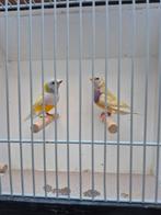 Gouldsamadine koppel te koop., Dieren en Toebehoren, Vogels | Overige Vogels, Meerdere dieren, Tropenvogel, Geringd