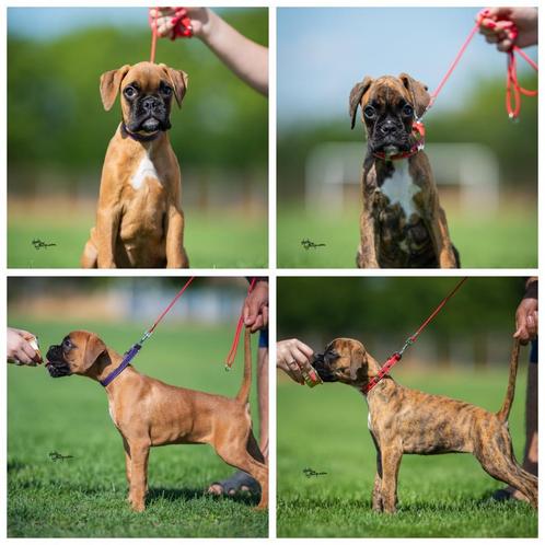 DUITSE BOKSER JONGEN EN MEISJE, Dieren en Toebehoren, Honden | Bulldogs, Pinschers en Molossers, Meerdere dieren, Overige rassen