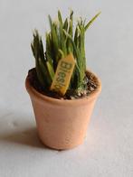 bieslook in tc pot / miniatuur, Ophalen, Nieuw, Decoratie