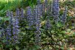 ajuga reptans zenegroen, Vaste plant, Halfschaduw, Lente, Ophalen