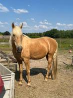 Lieve Portugese merrie – ideaal voor grondwerk en liberty, Dieren en Toebehoren, Paarden, Merrie, Niet van toepassing, 160 tot 165 cm