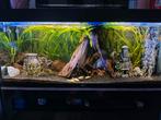 Juwel 240 aquarium led en vissen, Ophalen, Gebruikt, Gevuld zoetwateraquarium