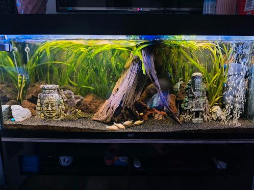 Juwel 240 aquarium led en vissen, Dieren en Toebehoren, Vissen | Aquaria en Toebehoren, Gebruikt, Gevuld zoetwateraquarium, Ophalen