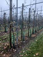 Appel bomen fruitbomen Elstar, Tuin en Terras, Planten | Bomen, Ophalen, Lente, Volle zon, Overige soorten
