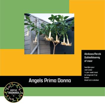 Brugmansia Angels Prima Donna. jonge planten 5 euro beschikbaar voor biedingen