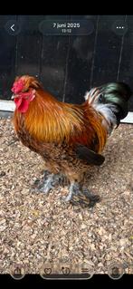 Haantje, Dieren en Toebehoren, Pluimvee, Mannelijk, Kip