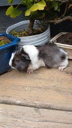 Dit lieve cavia zeugje Lina zoekt een gouden huisje., Cavia, Juli, Vrouwelijk, Tam